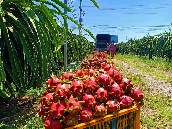 Xuất khẩu thanh long, rau gia vị sang thị trường EU gặp khó