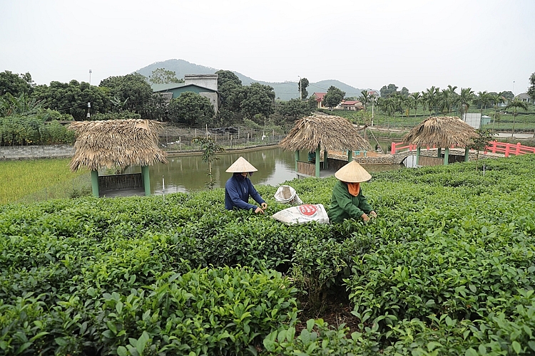 Vùng chè Tân Cương: Hướng tới trở thành điểm đến hấp dẫn