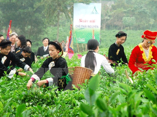 Cây chè Thái Nguyên khẳng định vị thế cây đặc sản làm giàu