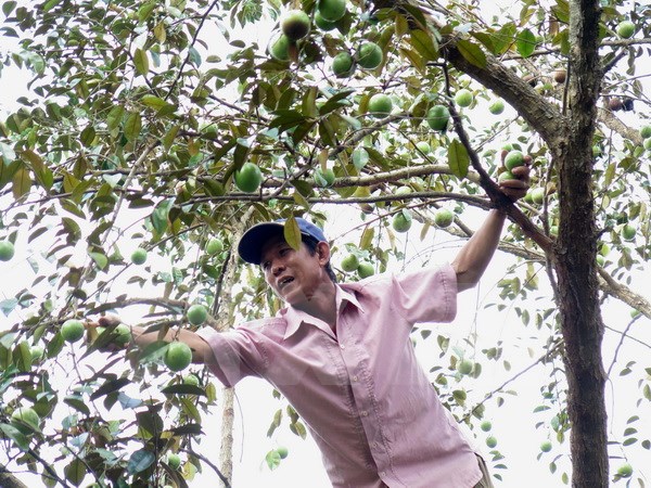 tien giang co hoi moi cho thuong hieu vu sua lo ren vinh kim