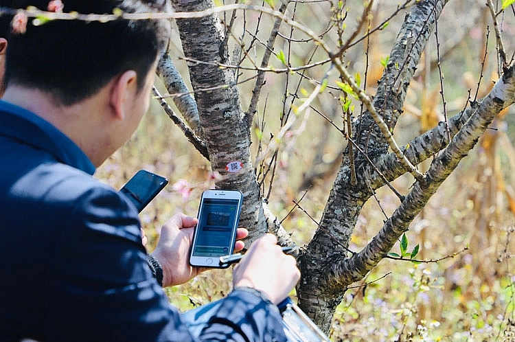 7 huyện Sơn La đề xuất được dán tem truy xuất cho đào trồng