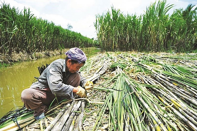 Bảo vệ sản xuất trong nước để cạnh tranh bình đẳng khi hội nhập