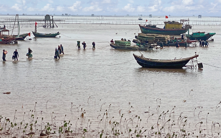 Về vùng "vàng trắng"