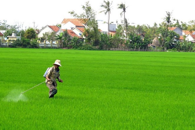 ca nuoc tap trung san xuat vu dong xuan va rau mau vu xuan