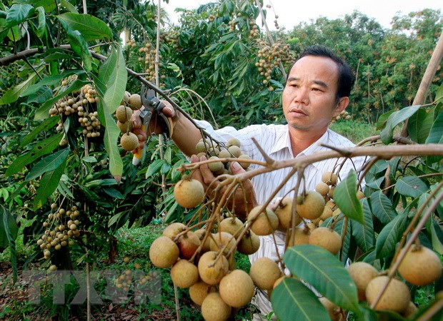 viet nam co the duoc xuat khau nhan tuoi sang australia tu nam 2019