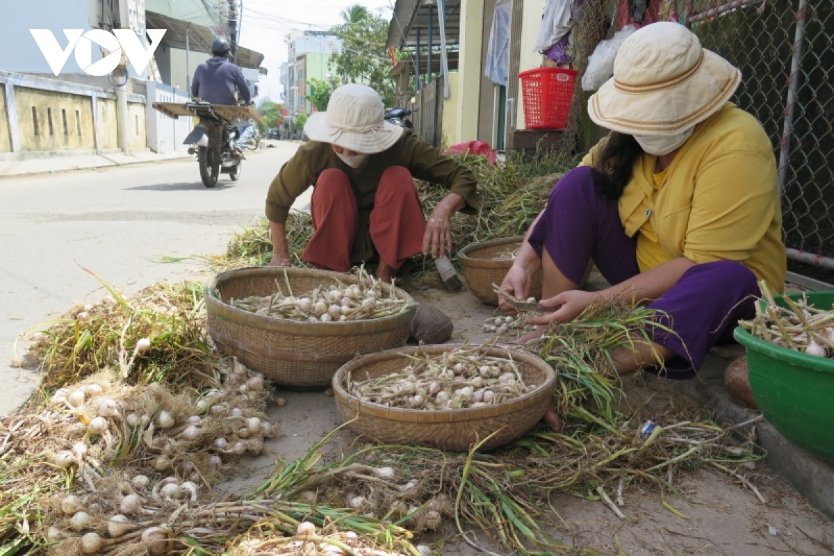 Tỏi Lý Sơn mất mùa, nông dân chồng chất nỗi lo