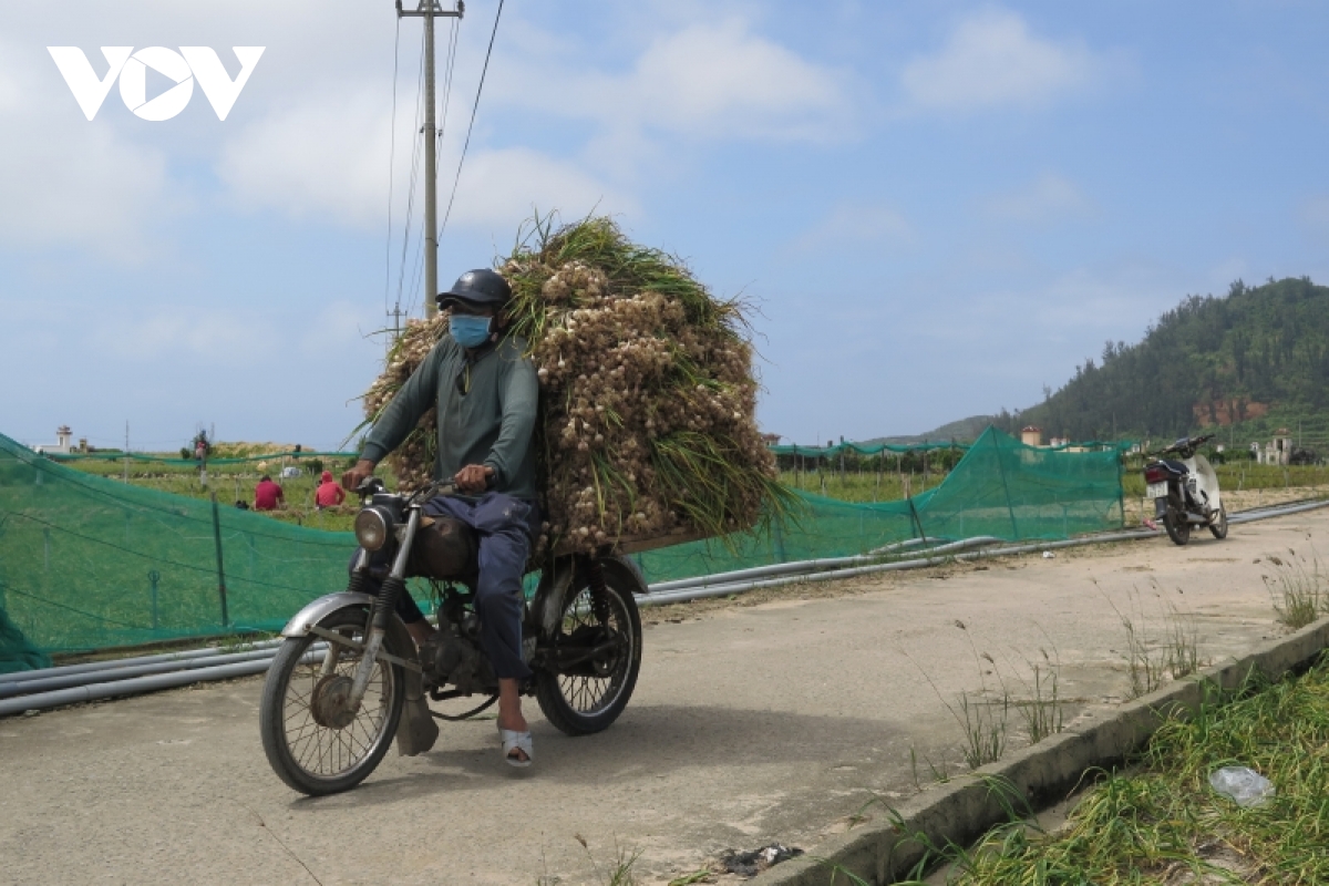 Tỏi Lý Sơn mất mùa, nông dân chồng chất nỗi lo