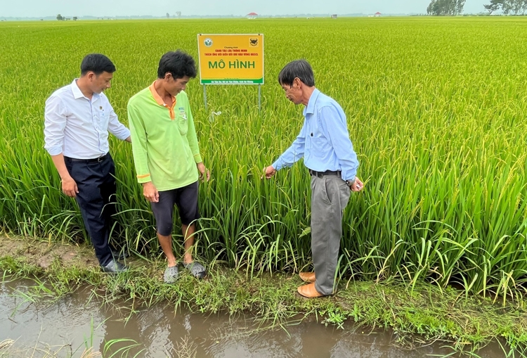 “Canh tác lúa thông minh” phải xem là quy trình sản xuất lúa cho toàn vùng và cả nước