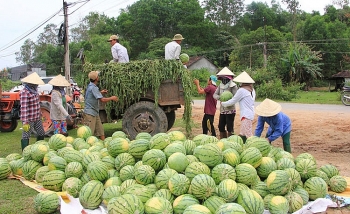 xoa mu thong tin thi truong nong san