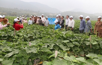 Phân bón Lâm Thao “trợ lực” cho cây su su Tam Đảo