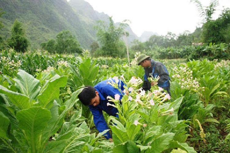 Vinataba – 37 năm: Dệt niềm tin, xây khát vọng