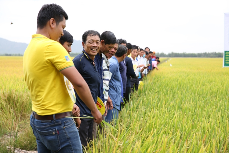 Chọn phân bón nào để góp phần phát triển nông nghiệp bền vững?