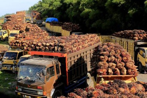 Chính phủ Indonesia quyết định phân bổ khoảng 1 triệu tấn dầu cọ để xuất khẩu