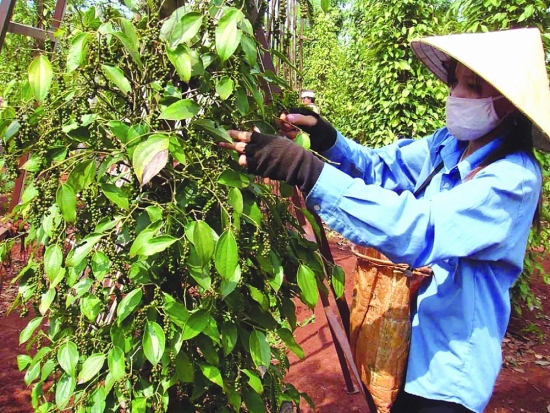 Xuất khẩu hồ tiêu đối mặt khó khăn