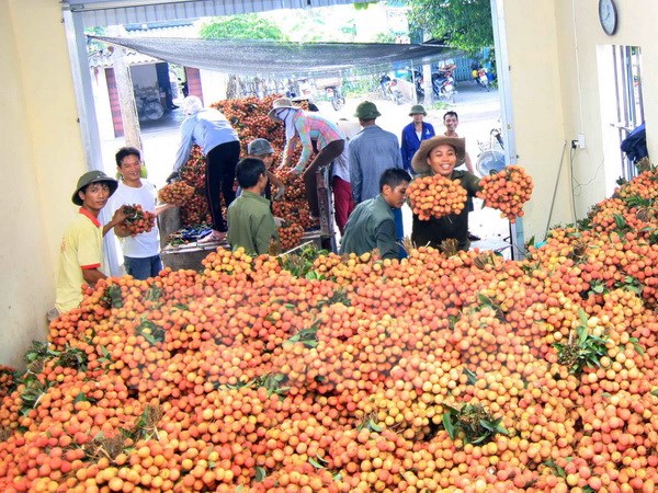 Vải Thanh Hà được mùa được giá, người mua bán tấp nập