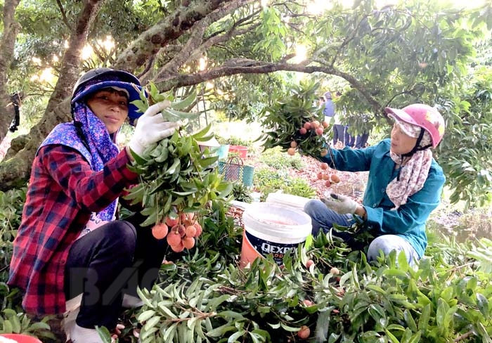 hai duong lan dau xuat khau vai thieu sang nhat