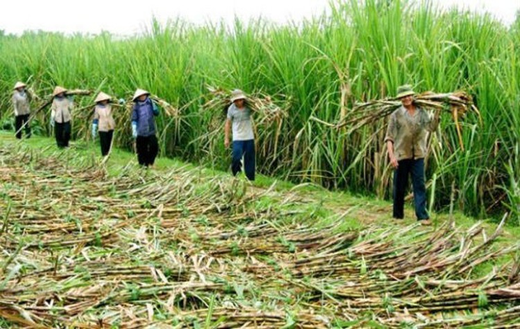 Ngành mía đường: Được “o bế” nhưng chưa tận dụng được cơ hội