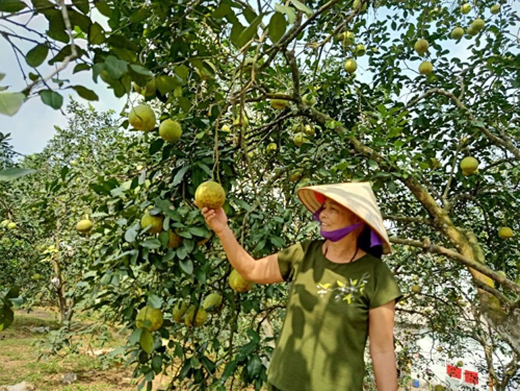 Yên Bái: Đẩy mạnh sản xuất nông nghiệp công nghệ cao