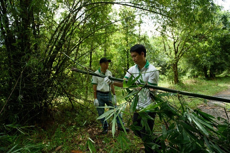 Thực hiện cam kết trung hòa carbon