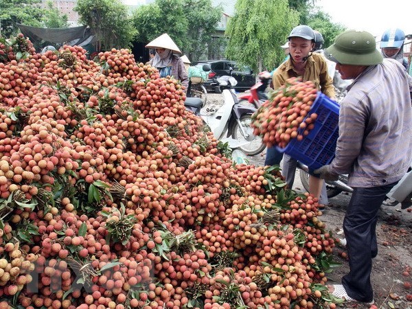 gan 91 luong vai xuat khau cua viet nam la sang trung quoc