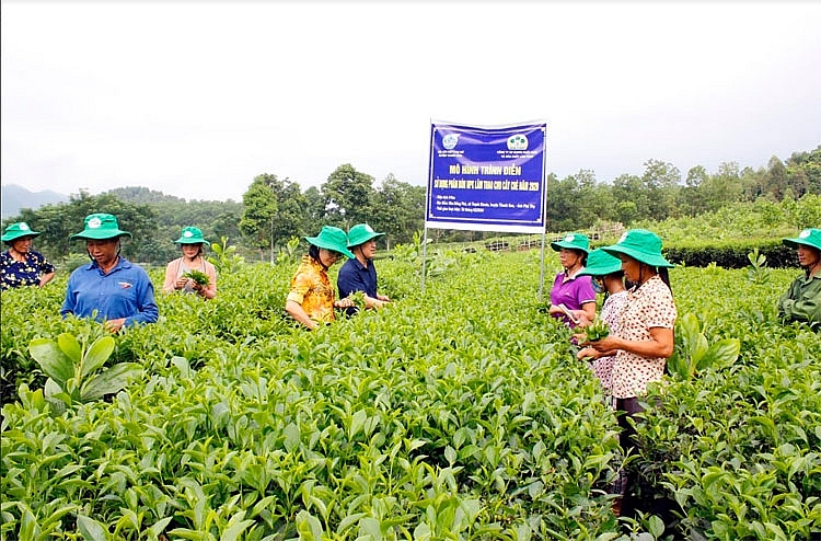 Hiệu quả từ mô hình chè sử dụng phân bón NPK S Lâm Thao hàm lượng cao