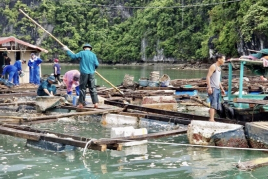 Hải Phòng: Bắt đầu tháo dỡ các cơ sở nuôi trồng thủy sản tại đảo Cát Bà