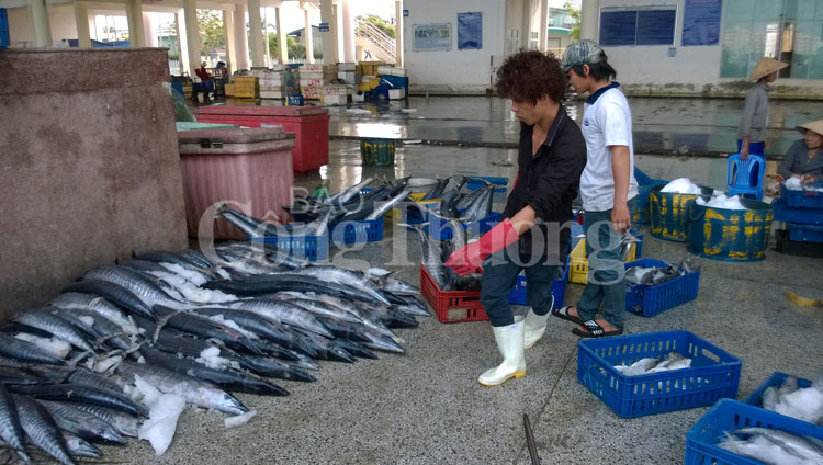 Bộ Công Thương cam kết hỗ trợ tiêu thụ thủy sản an toàn tồn kho tại Huế