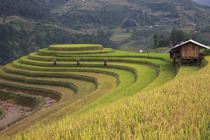 mua vang o mu cang chai