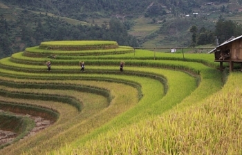 Mùa Vàng ở Mù Cang Chải