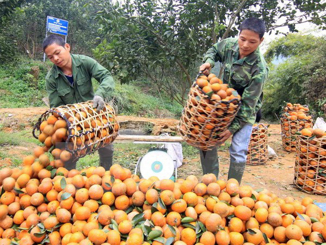 Cam Hà Giang nâng cao chất lượng sản phẩm bằng các mô hình canh tác an toàn  - MVietQ