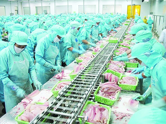 Cá tra VIệt Nam đang có cơ hội thay thế các loại cá thịt trắng có nguồn gốc từ Nga. 	Ảnh: ST