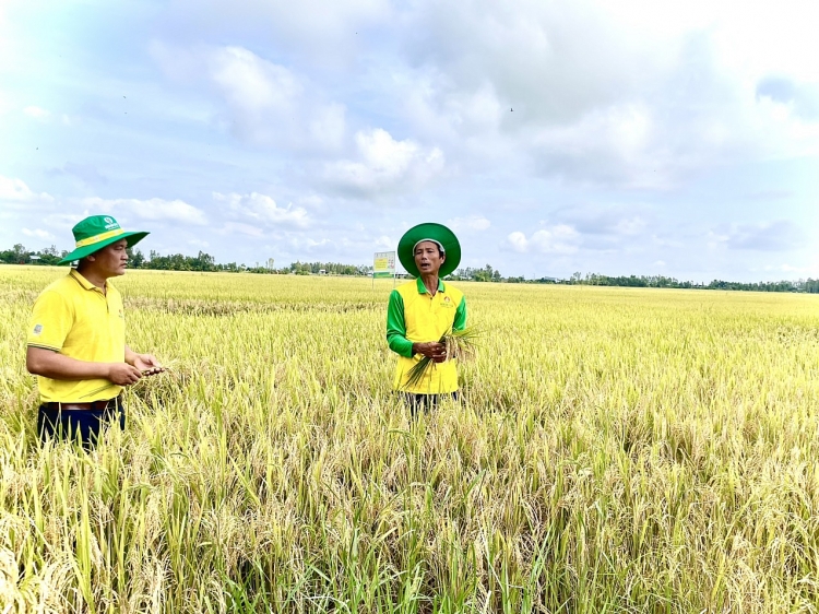 Phân bón Cà Mau: Lợi ích từ mô hình trình diễn ứng dụng công nghệ cao trong sản xuất lúa