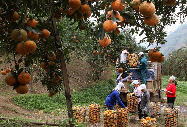 Cam Hà Giang tiêu thụ thuận lợi, được giá