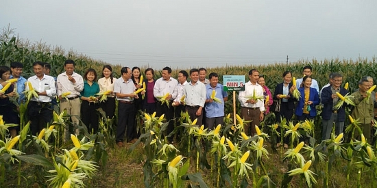 bon phan npks lam thao ngo thanh ba dat hon 5 tasao