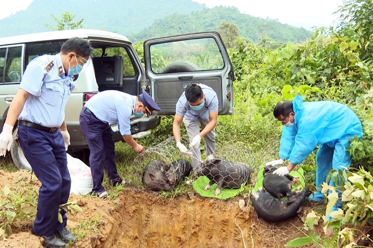 Kiểm soát chặt dịch tả lợn châu Phi