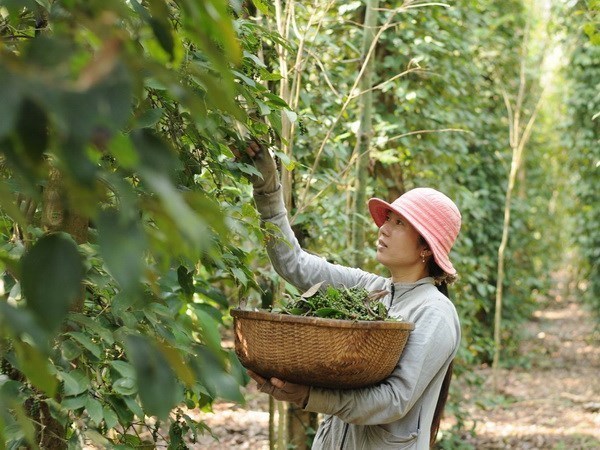 Xuat khau ho tieu tang truong tro lai nho tro luc tu cac FTA hinh anh 2