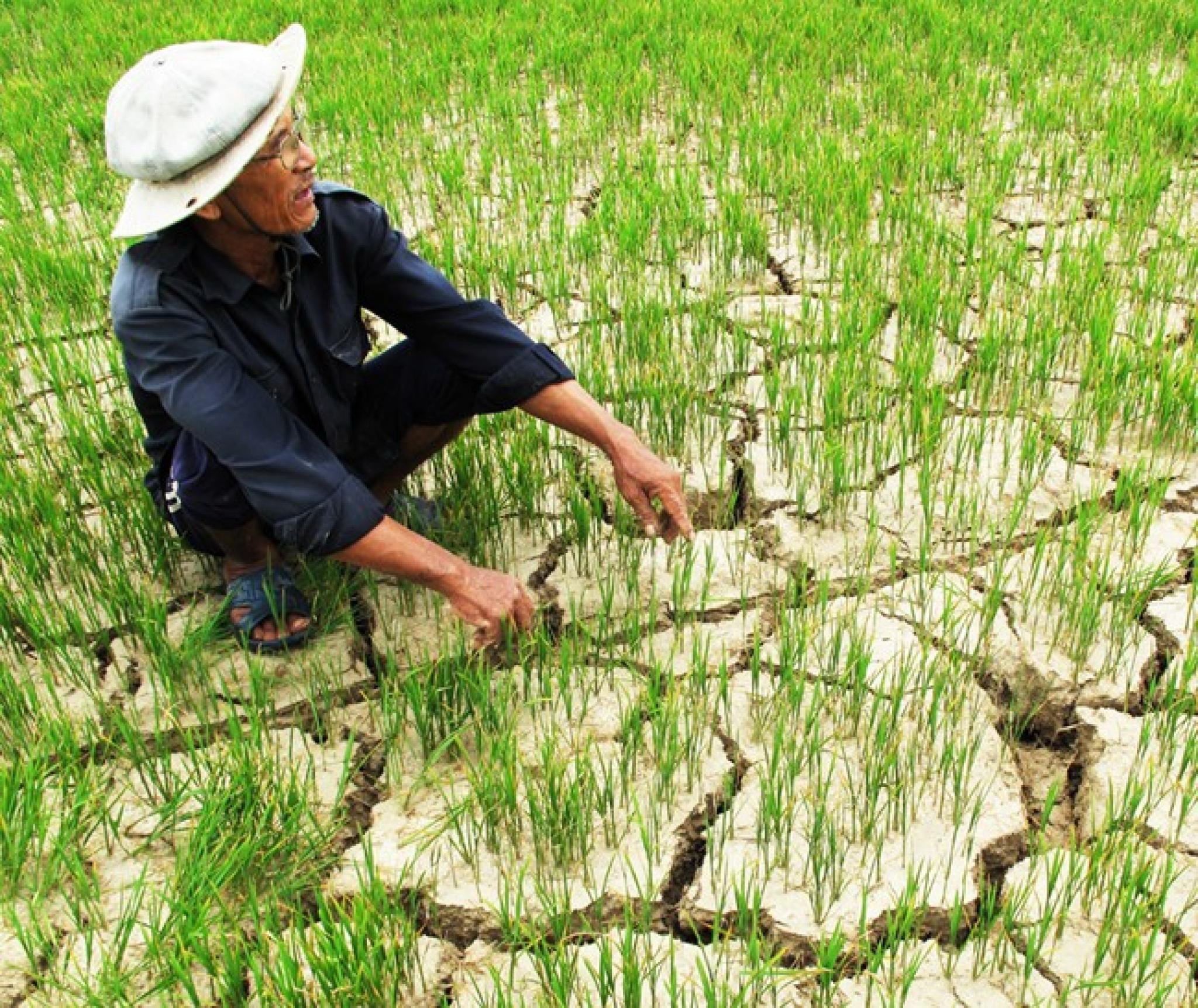 Chuyển đổi mô hình phát triển bền vững ĐBSCL thích ứng với biến đổi khí hậu