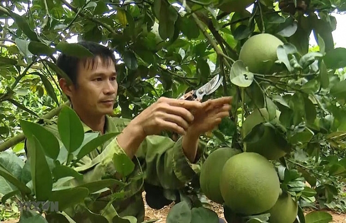 mai son son la bi quyet thuan phuc buoi da xanh