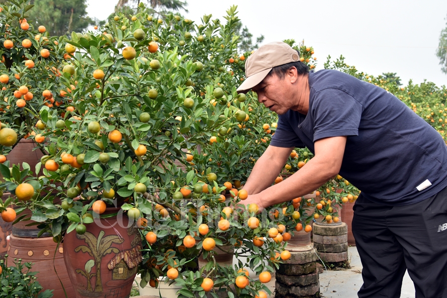 quat bonsai tu lien vao vu don tet