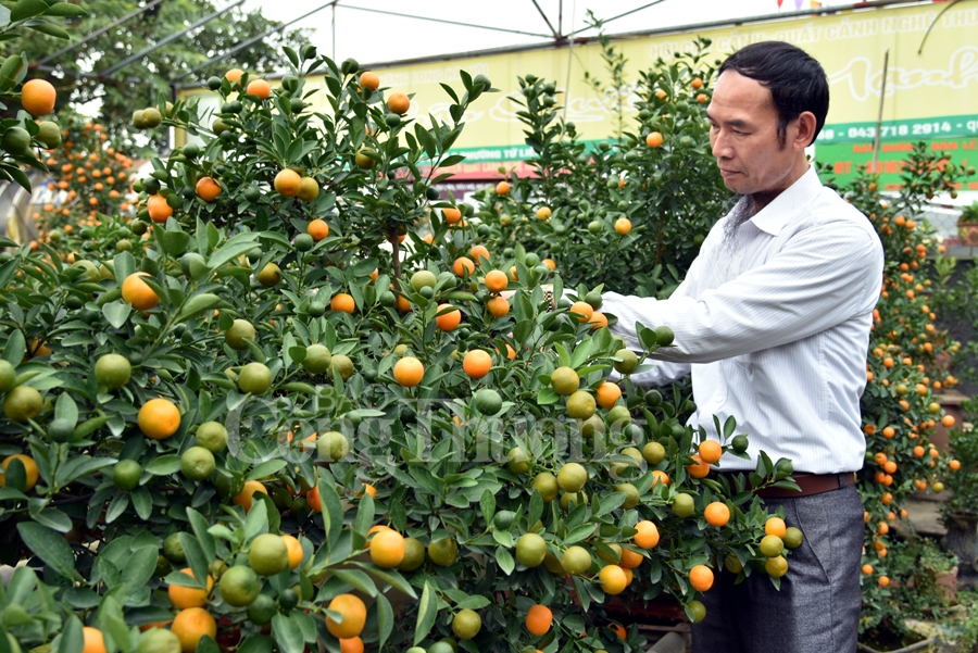 quat bonsai tu lien vao vu don tet