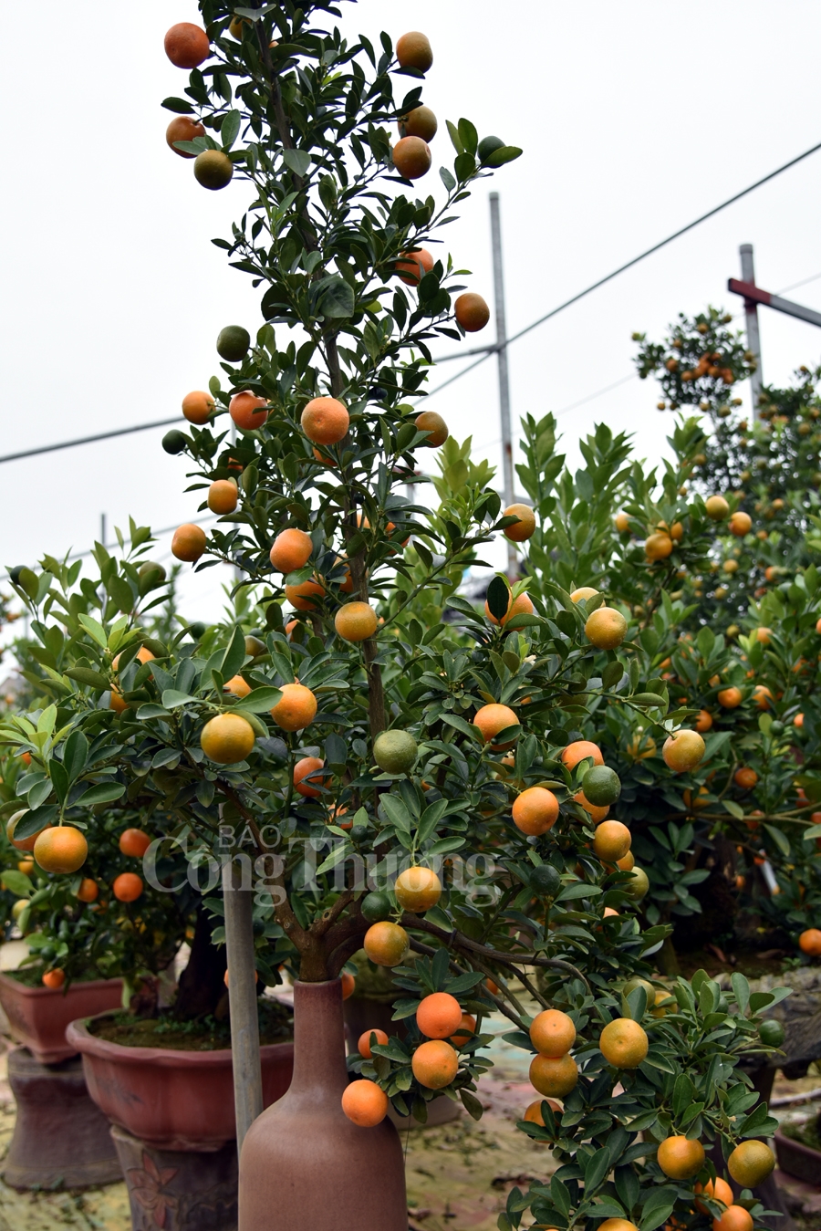 quat bonsai tu lien vao vu don tet