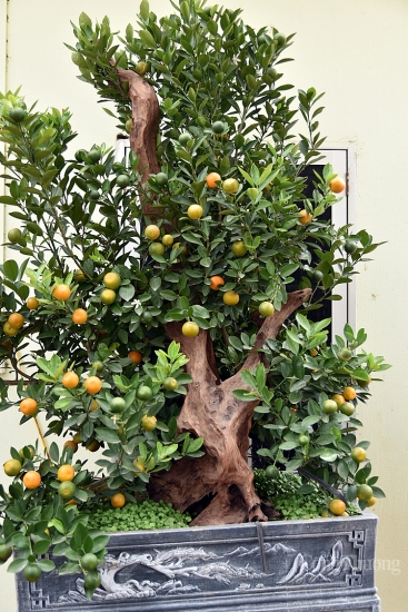 Quất Tứ Liên bonsai độc, lạ hút khách