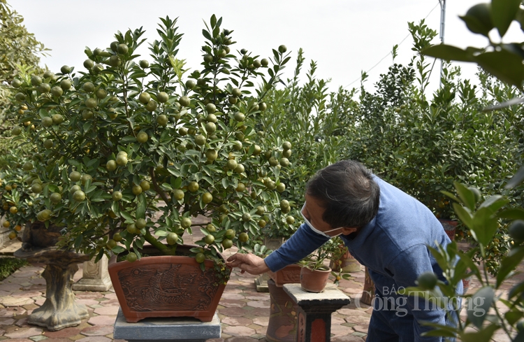 Nỗi lo đầu ra cho quất Tứ Liên, đào Nhật Tân