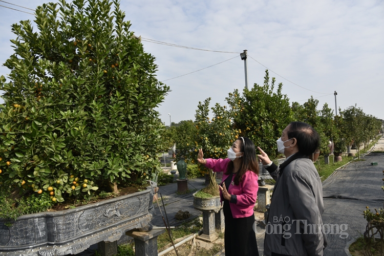 Nỗi lo đầu ra cho quất Tứ Liên, đào Nhật Tân