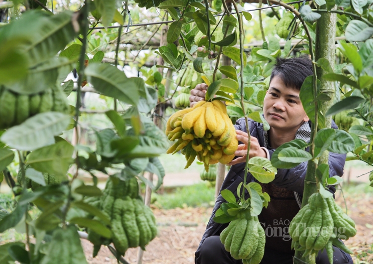 Phật thủ đẹp, độc, lạ được khách hàng săn đón Phật thủ đẹp, độc, lạ được khách hàng săn đón