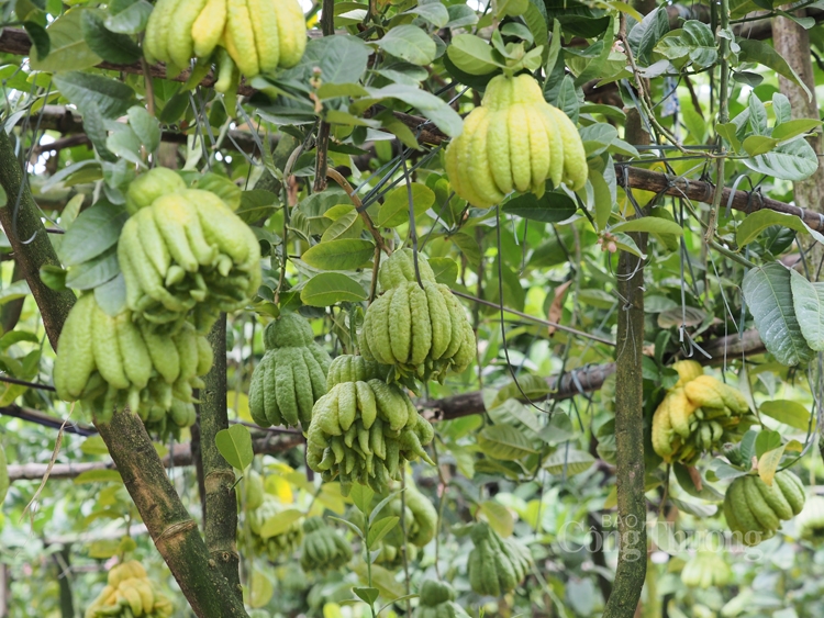 Phật thủ đẹp, độc, lạ được khách hàng săn đón Phật thủ đẹp, độc, lạ được khách hàng săn đón