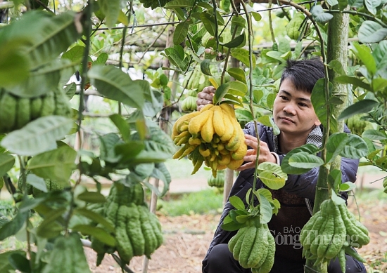 Phật thủ đẹp, độc, lạ được khách hàng săn đón