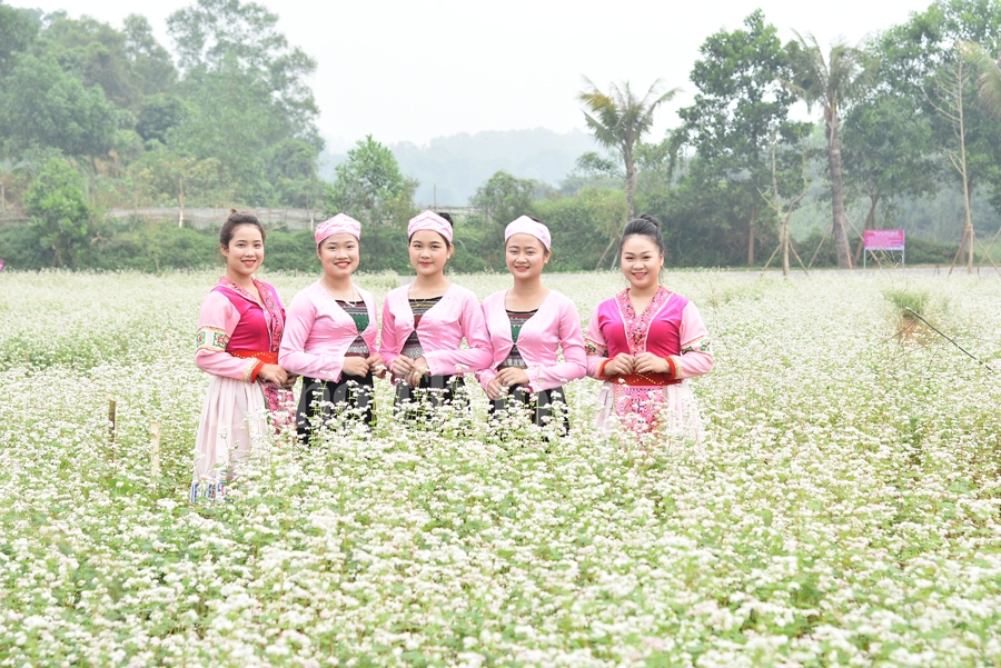 Sắc xuân thêm xuân cùng hoa tam giác mạch sac xuan them xuan cung hoa tam giac mach