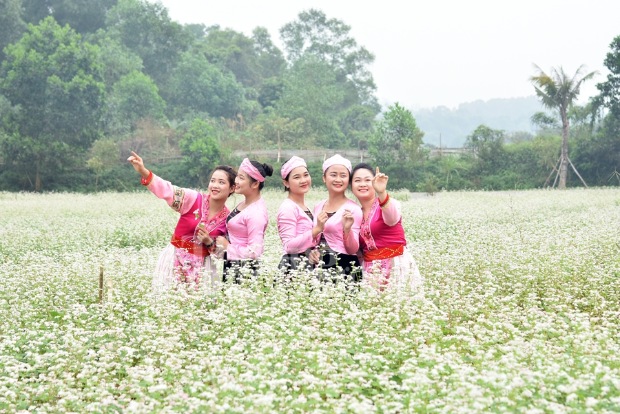 Sắc xuân thêm xuân cùng hoa tam giác mạch sac xuan them xuan cung hoa tam giac mach