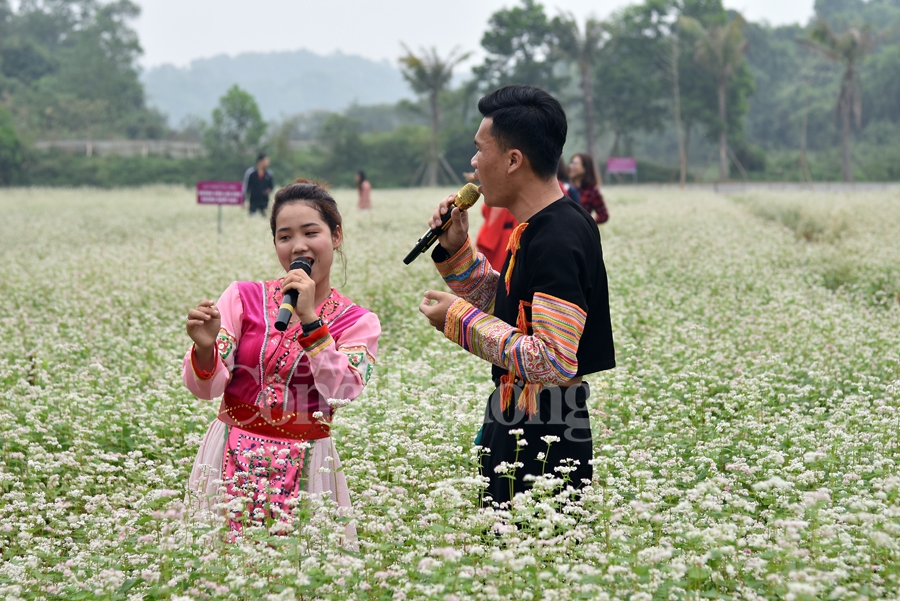 sac xuan them xuan cung hoa tam giac mach